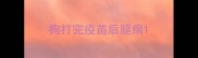 狗打完疫苗后腿瘸