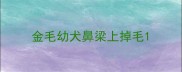 金毛幼犬鼻梁上掉毛