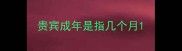 贵宾成年是指几个月