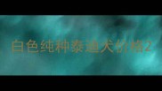 白色纯种泰迪犬价格