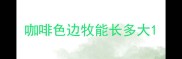 咖啡色边牧能长多大
