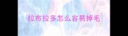 拉布拉多怎么容易掉毛