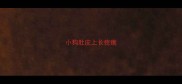 小狗肚皮上长疙瘩