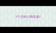 3个月的小狗洗澡