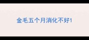 金毛五个月消化不好
