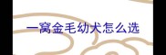 一窝金毛幼犬怎么选