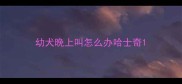 幼犬晚上叫怎么办哈士奇