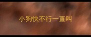 小狗快不行一直叫