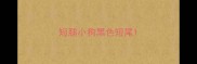 短腿小狗黑色短尾