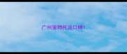 广州宠物托运口碑