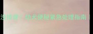 小狗两天没排便幼犬便秘紧急处理指南家长必看