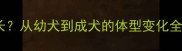 杜宾犬寿命有多长从幼犬到成犬的体型变化全与科学养护指南