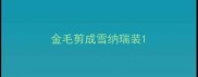 金毛剪成雪纳瑞装