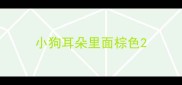 小狗耳朵里面棕色