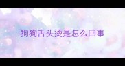 狗狗舌头烫是怎么回事