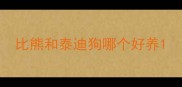 比熊和泰迪狗哪个好养