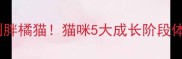 从奶团子到胖橘猫猫咪5大成长阶段体型变化全