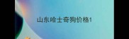山东哈士奇狗价格