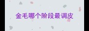 金毛哪个阶段最调皮