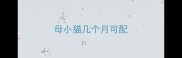 母小猫几个月可配
