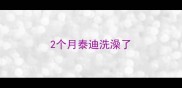 2个月泰迪洗澡了