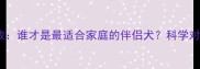 杜宾犬VS边牧谁才是最适合家庭的伴侣犬科学对比养宠指南