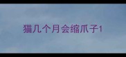 猫几个月会缩爪子