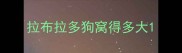 拉布拉多狗窝得多大