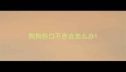 狗狗伤口不愈合怎么办
