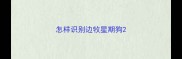 怎样识别边牧星期狗