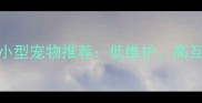 最受欢迎的5种仓鼠类小型宠物推荐低维护高互动性新手家庭首选
