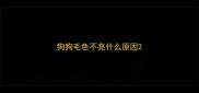 狗狗毛色不亮什么原因