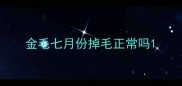 金毛七月份掉毛正常吗