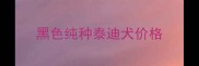 黑色纯种泰迪犬价格
