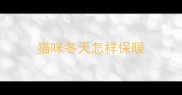猫咪冬天怎样保暖