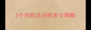 3个月的法斗吃多少狗粮