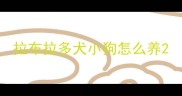 拉布拉多犬小狗怎么养