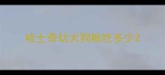 哈士奇幼犬狗粮吃多少