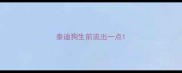 泰迪狗生前流出一点