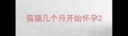 猫猫几个月开始怀孕