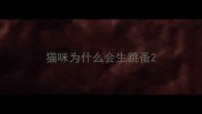 猫咪为什么会生跳蚤