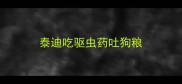 泰迪吃驱虫药吐狗粮