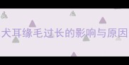 金毛犬耳缘毛过长的影响与原因分析
