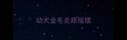 幼犬金毛走路摇摆