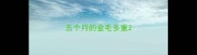 五个月的金毛多重