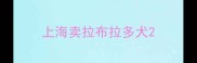上海卖拉布拉多犬