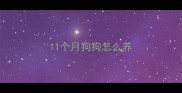 11个月狗狗怎么养