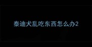 泰迪犬乱吃东西怎么办