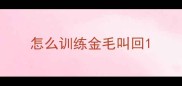 怎么训练金毛叫回