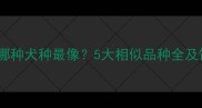 哈士奇和哪种犬种最像5大相似品种全及饲养指南